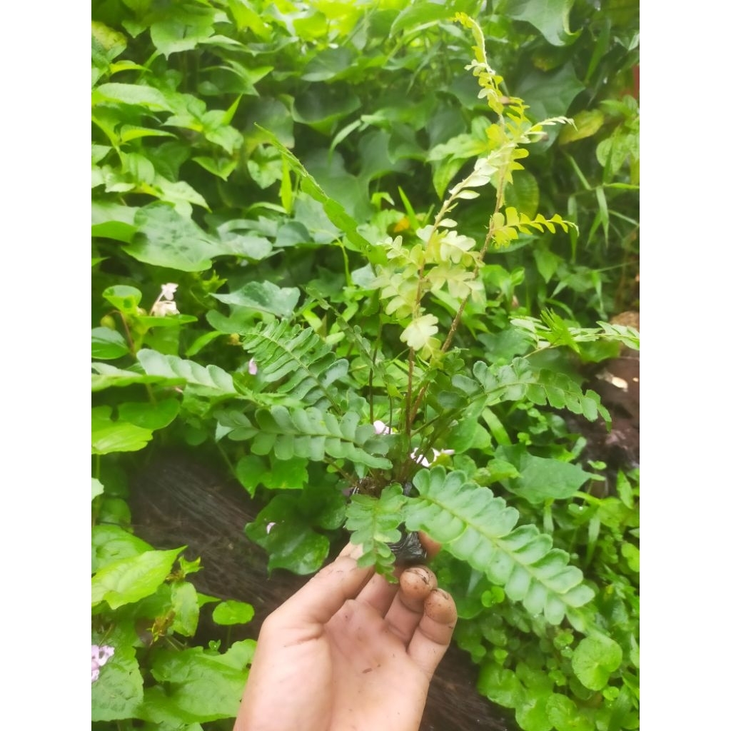 pakis hutan langka untuk taman/aviari