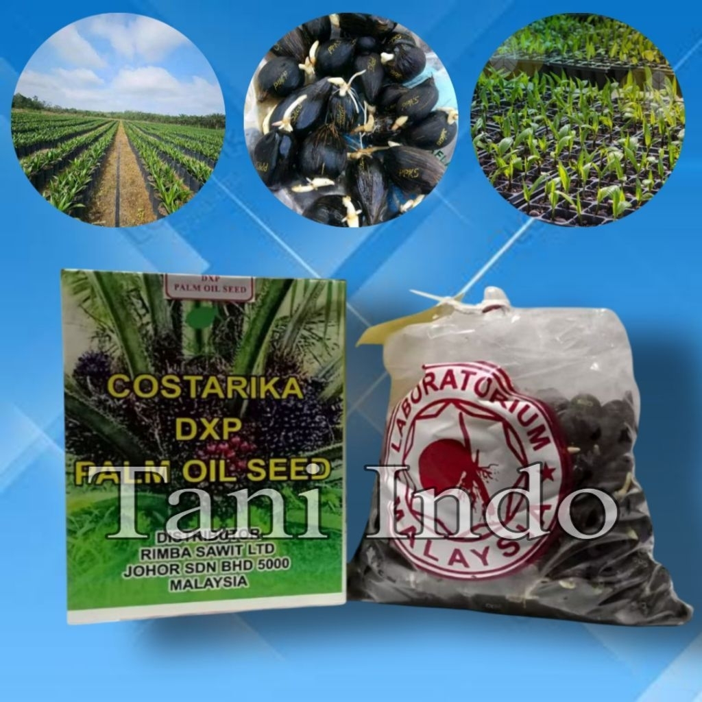 bibit sawit unggul dxp COSTARIKA isi 250 butir