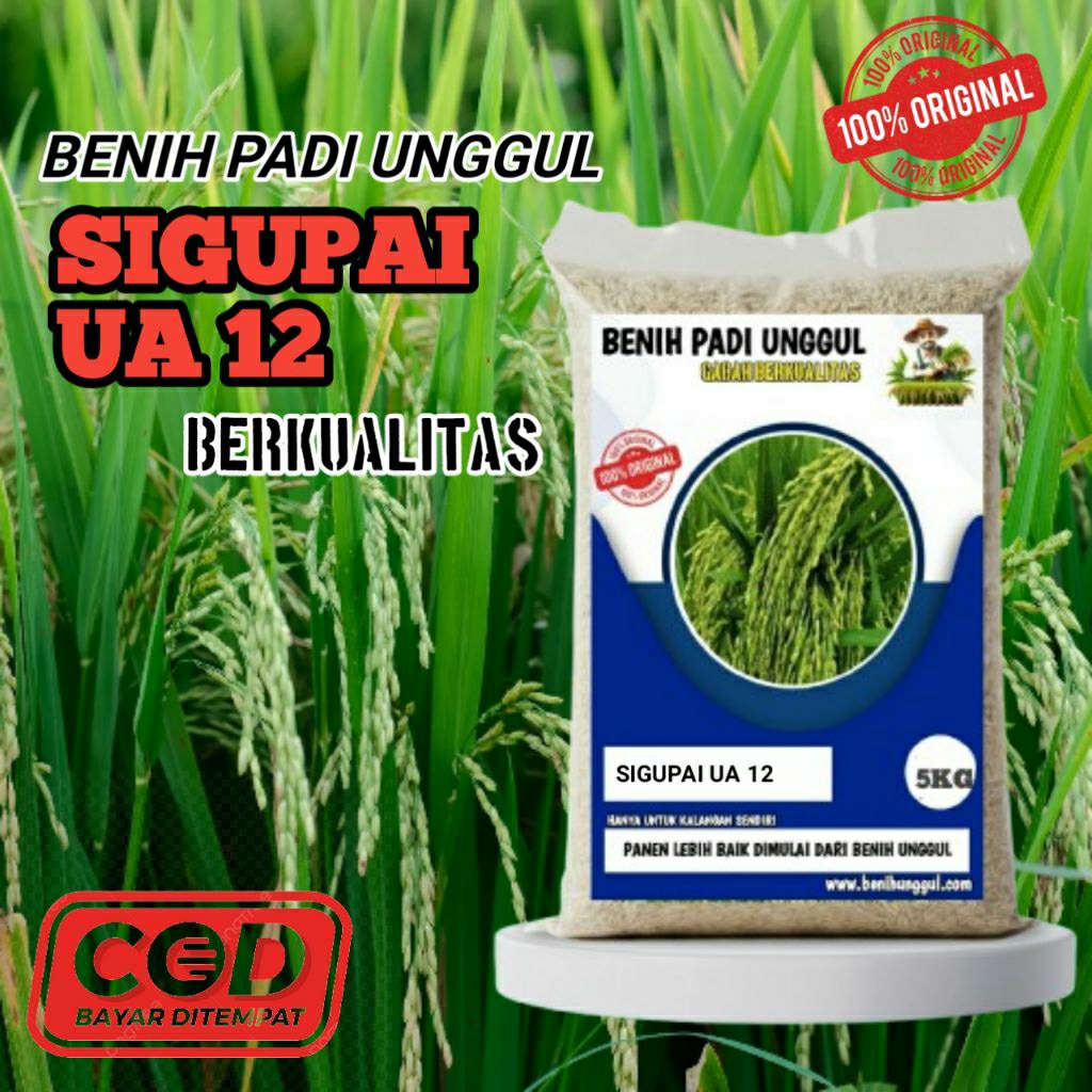 (5KG) BENIH PADI SIGUPAI UA 12 SUPER UNGGUL NASI WANGI,PULEN