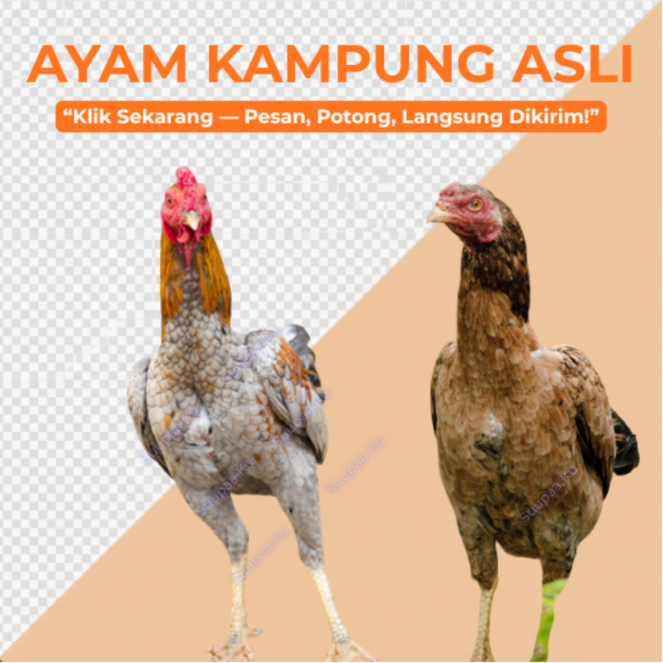 Daging Ayam Kampung Ayam Kampung Asli Segar Potong Dadakan Bukan Frozen