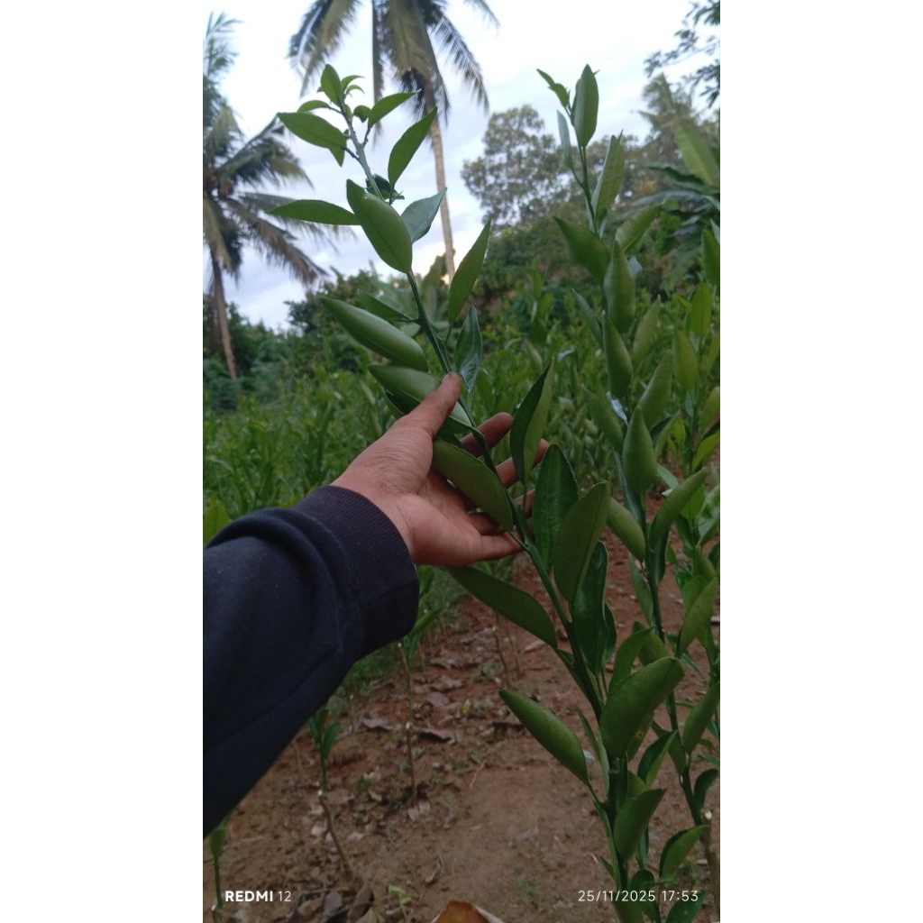 bibit jeruk jenis bw