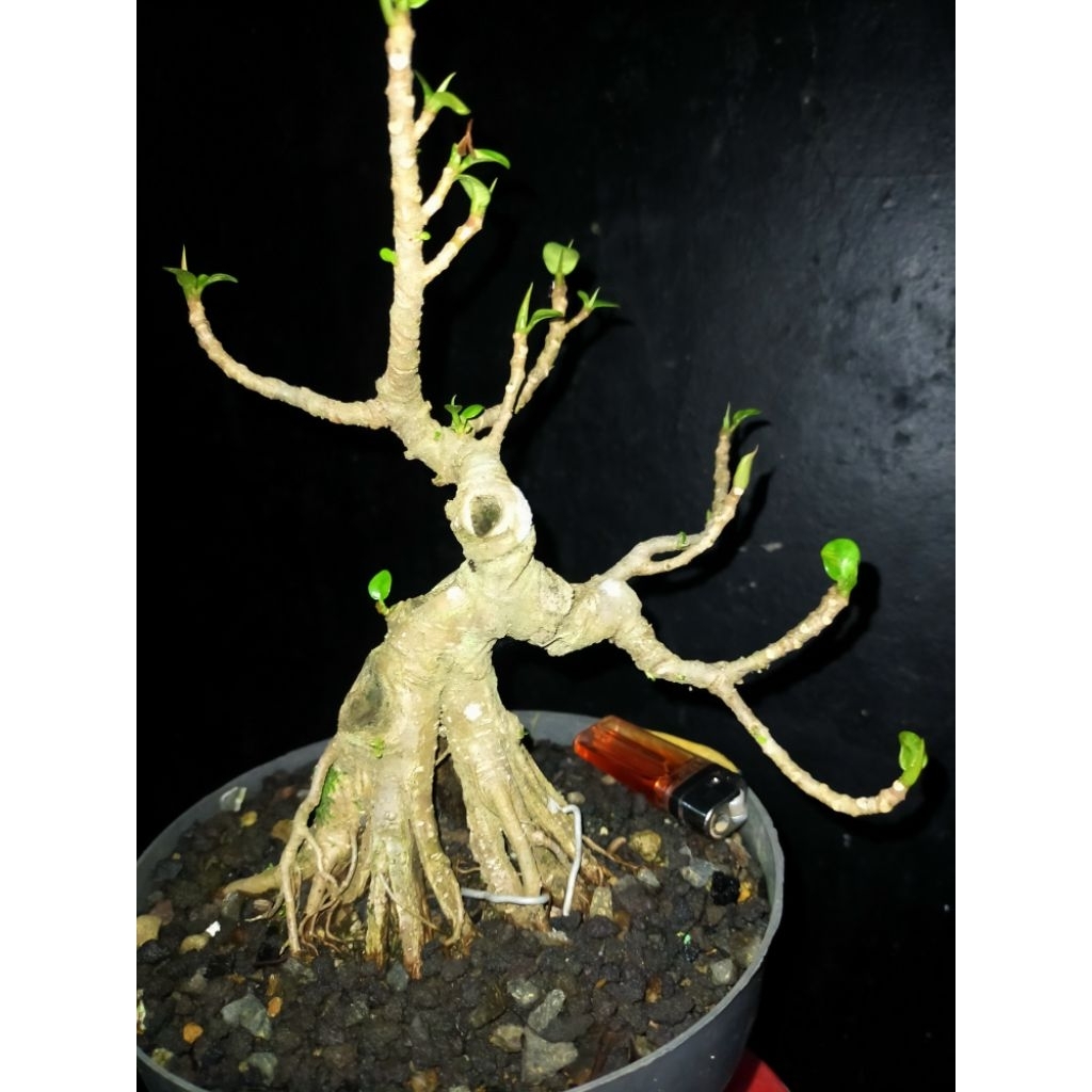 bonsai ficus dolar/korea