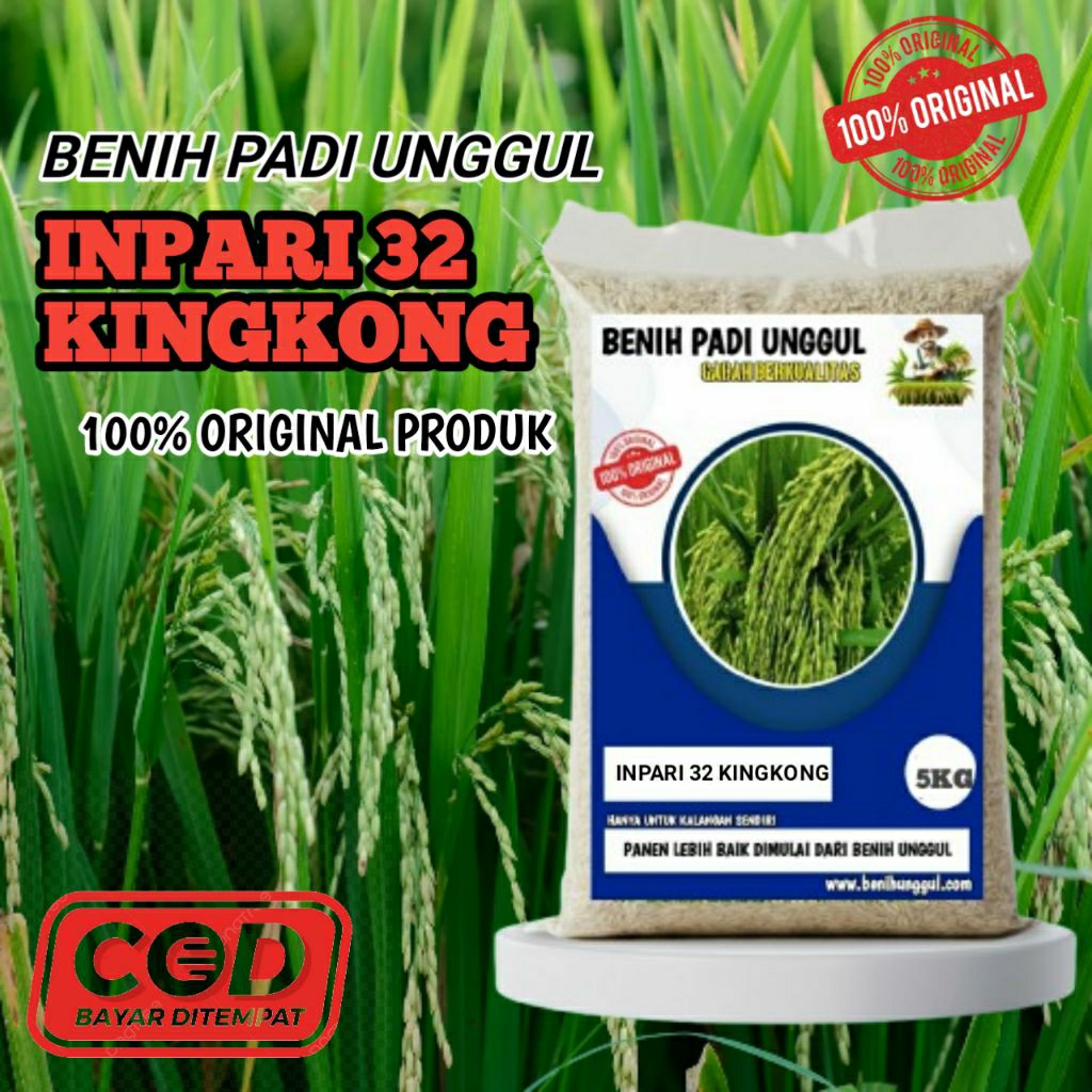 (5KG) Benih Padi Unggul INPARI 32 KINGKONG Benih Unggul Berkualitas