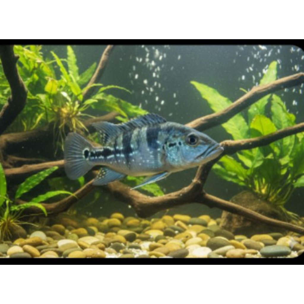 ikan hias bibit pbas azul
