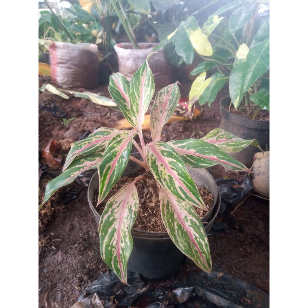 Aglaonema 'Butterfly