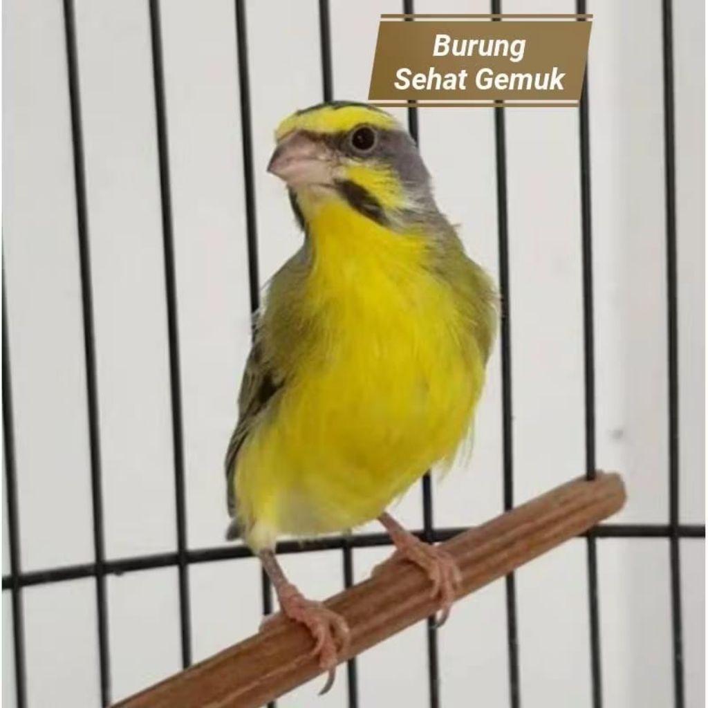 Mozambik jantan rawatan super pilihan