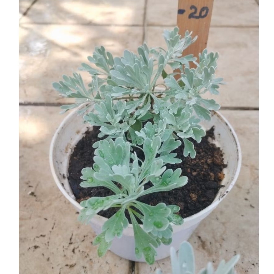 Pohon Rezeki Puyong (S/M) - Tanaman Hias Minimalis, Rimbun & Elegan Furongju