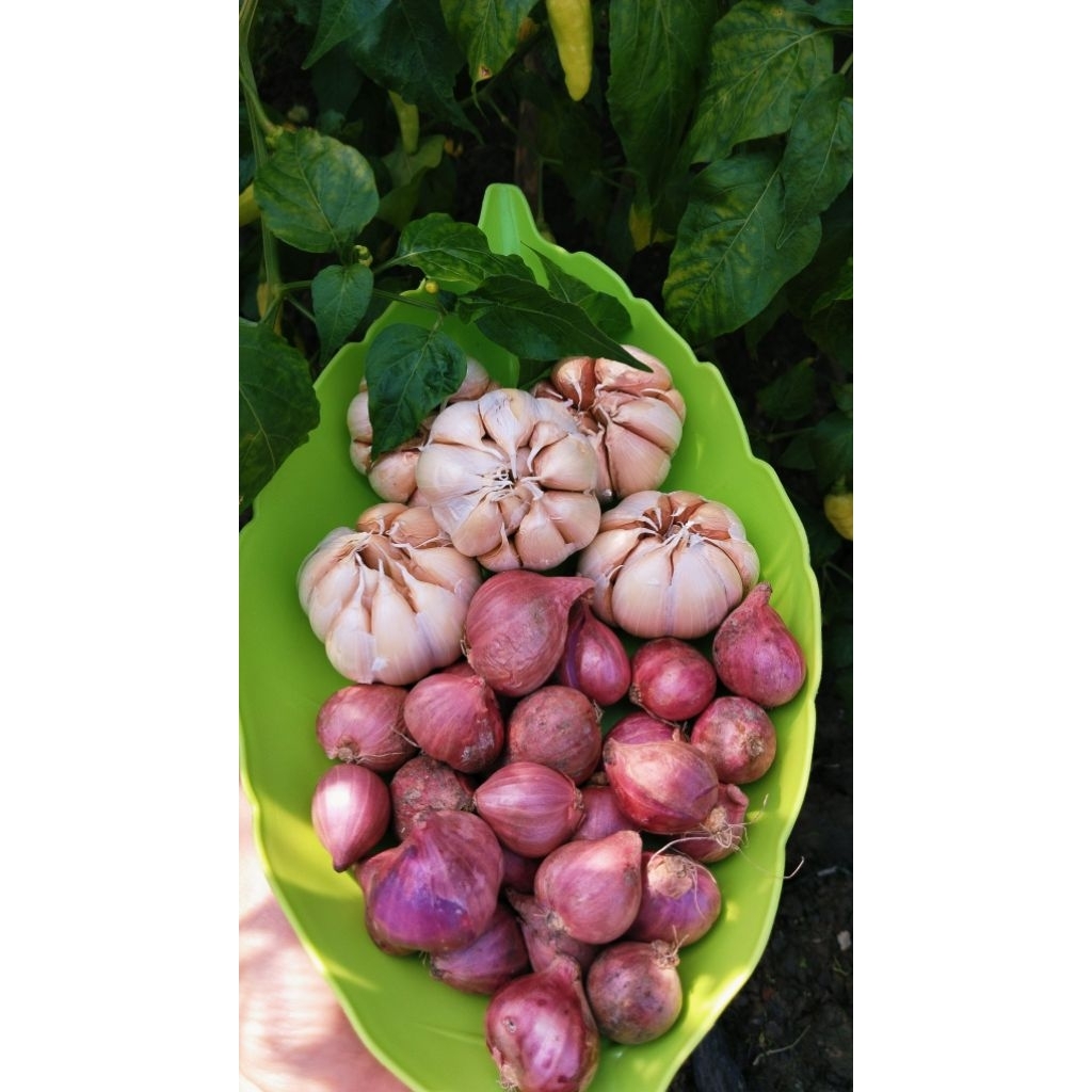 Bawang merah dan bawang putih mix (campur) kering 1 kg