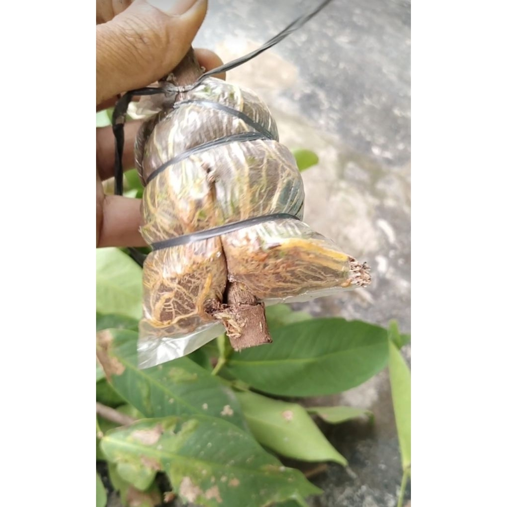 potong cangkok jambu air kiojok