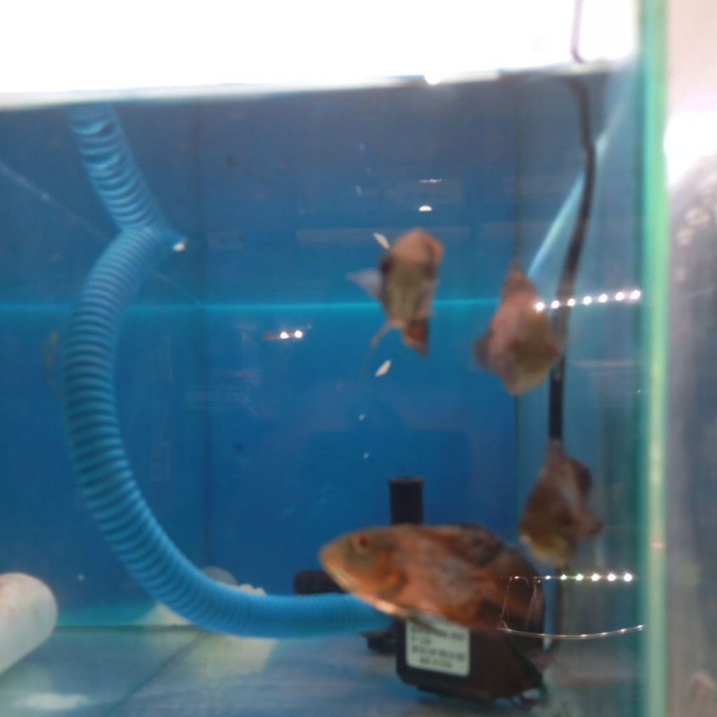 hiasan oscar tembaga