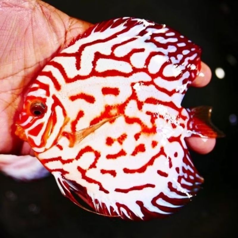 Red Eagle Discus Aquarium