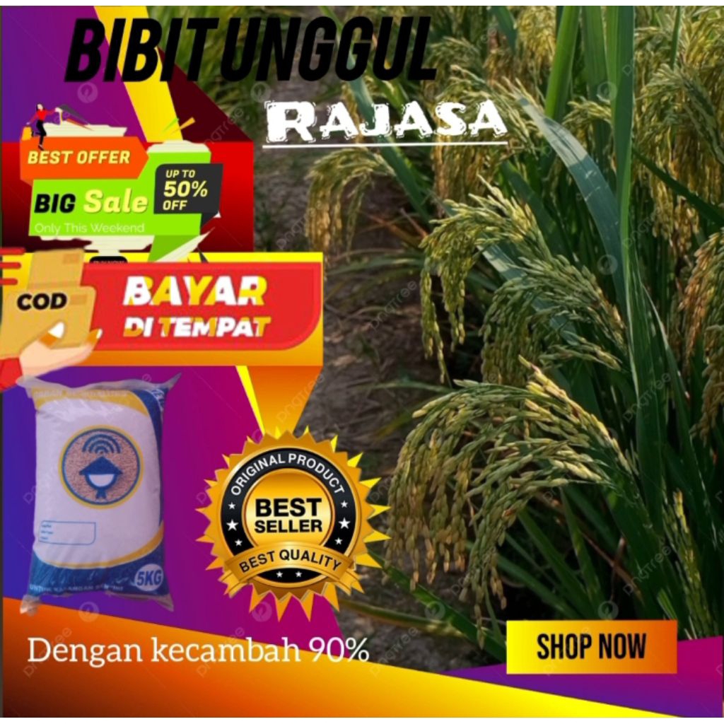 BENIH PADI UNGGUL RAJASA 01 KUALITAS TERJAMIN