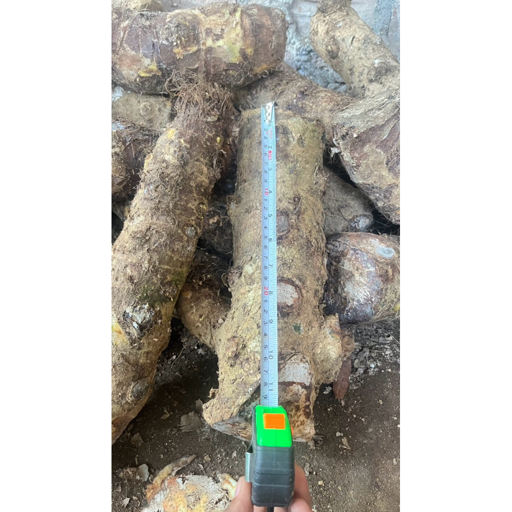 TALAS BENENG/BENTOEL KUNING JUMBO