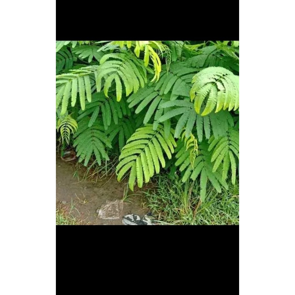 bibit kaliandra biat pakan ternak super