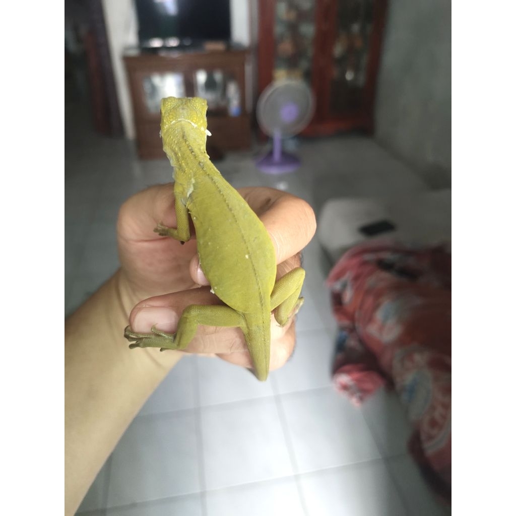 iguana green hypo baby up