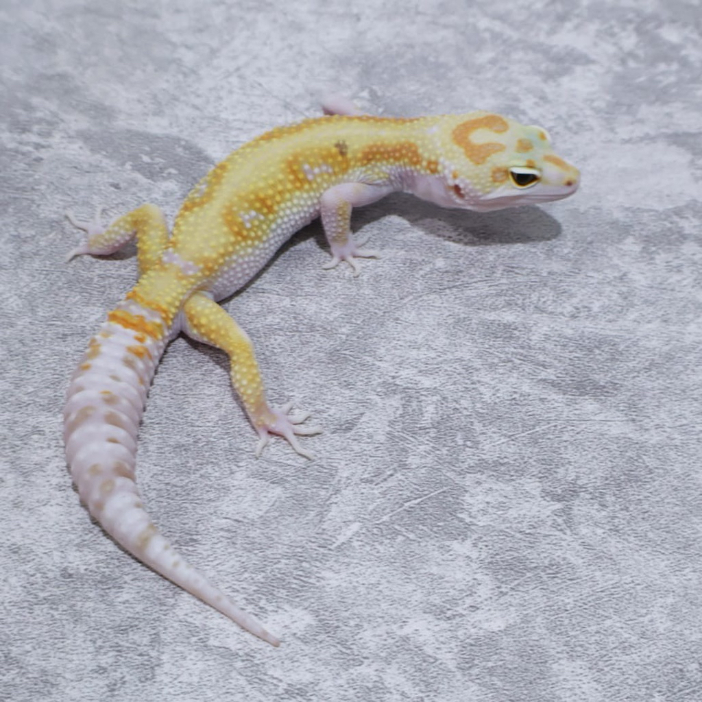 Figur Gecko Wy Tremper Ablo Male