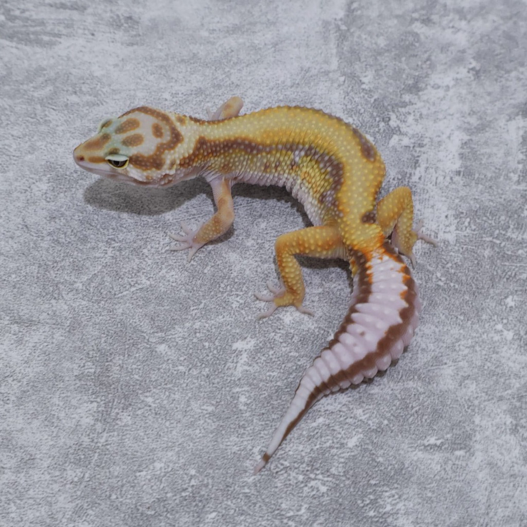 Figur Gecko Tremper Bs Tembus Female