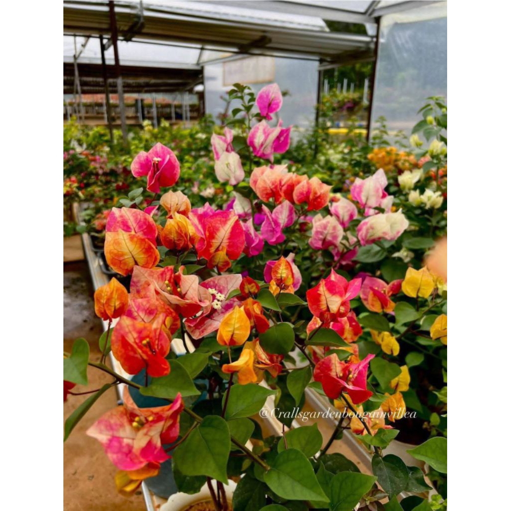 Stek batang Bougenville Import Marry Gold