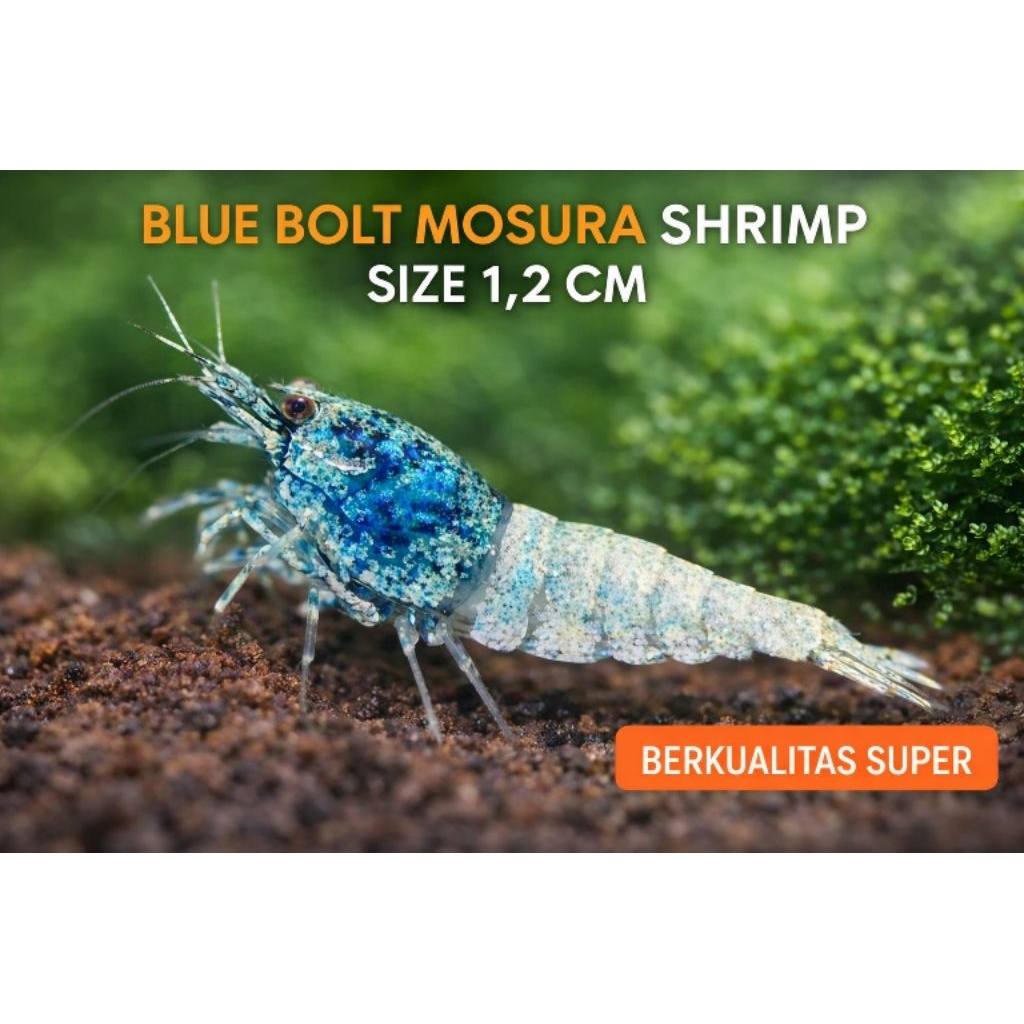 PAKET UDANG HIAS AQUARIUM AQUASCAPE BLUE BOLT MOSURA SHRIMP - UDANG HIAS AQUARIUM AQUASCAPE - UDANG 