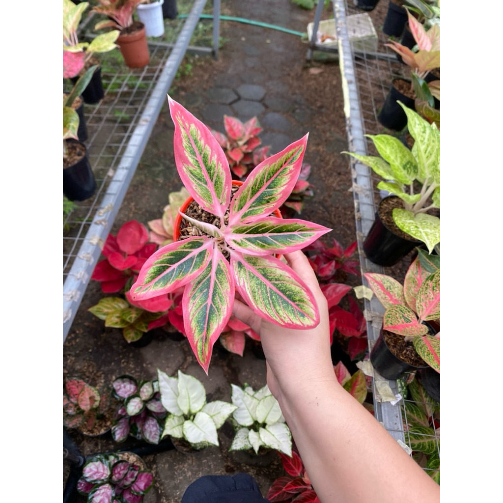 AGLAONEMA LOTUS DELIGHT
