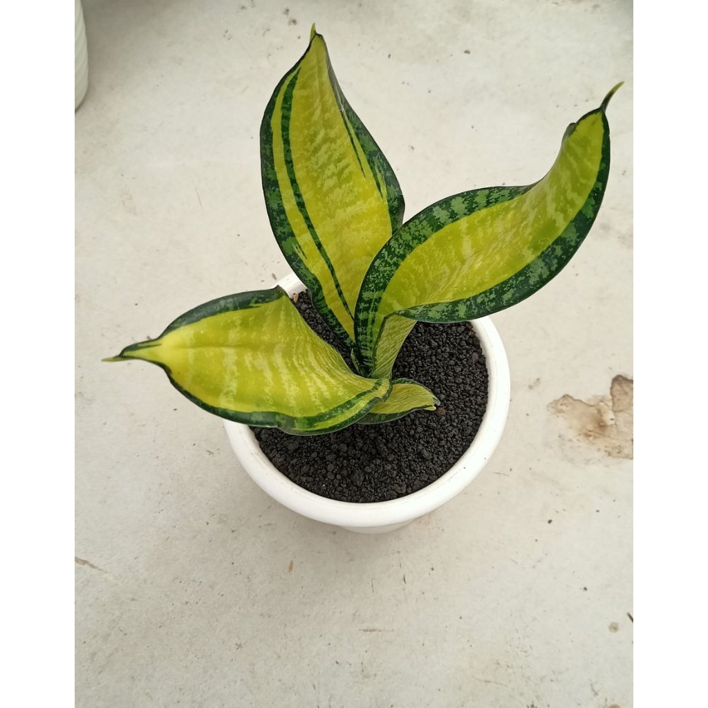 Sansevieria Fulsar Mutasi Gold