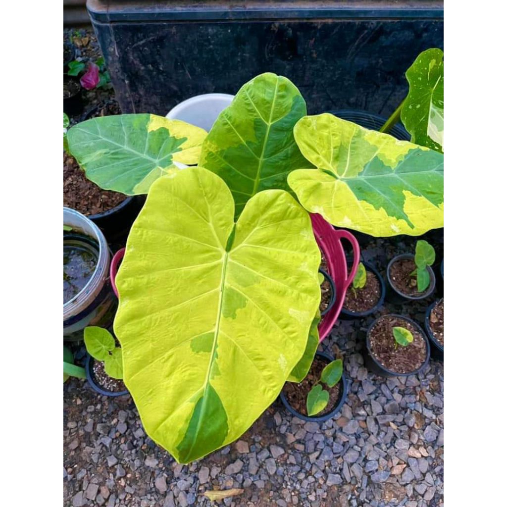 [NEW] Colocasia gigantea yellow andaman