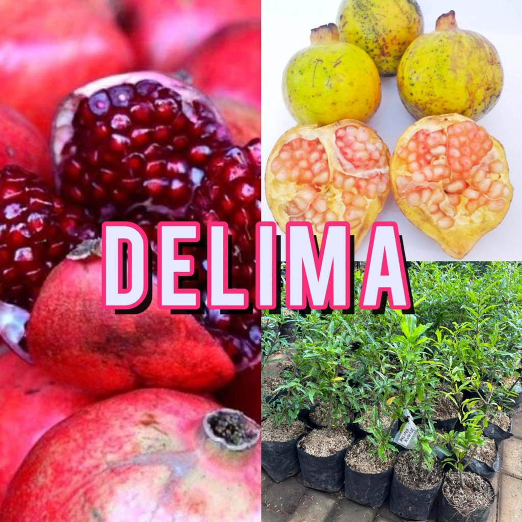 Bibit delima merah kuning hitam asli