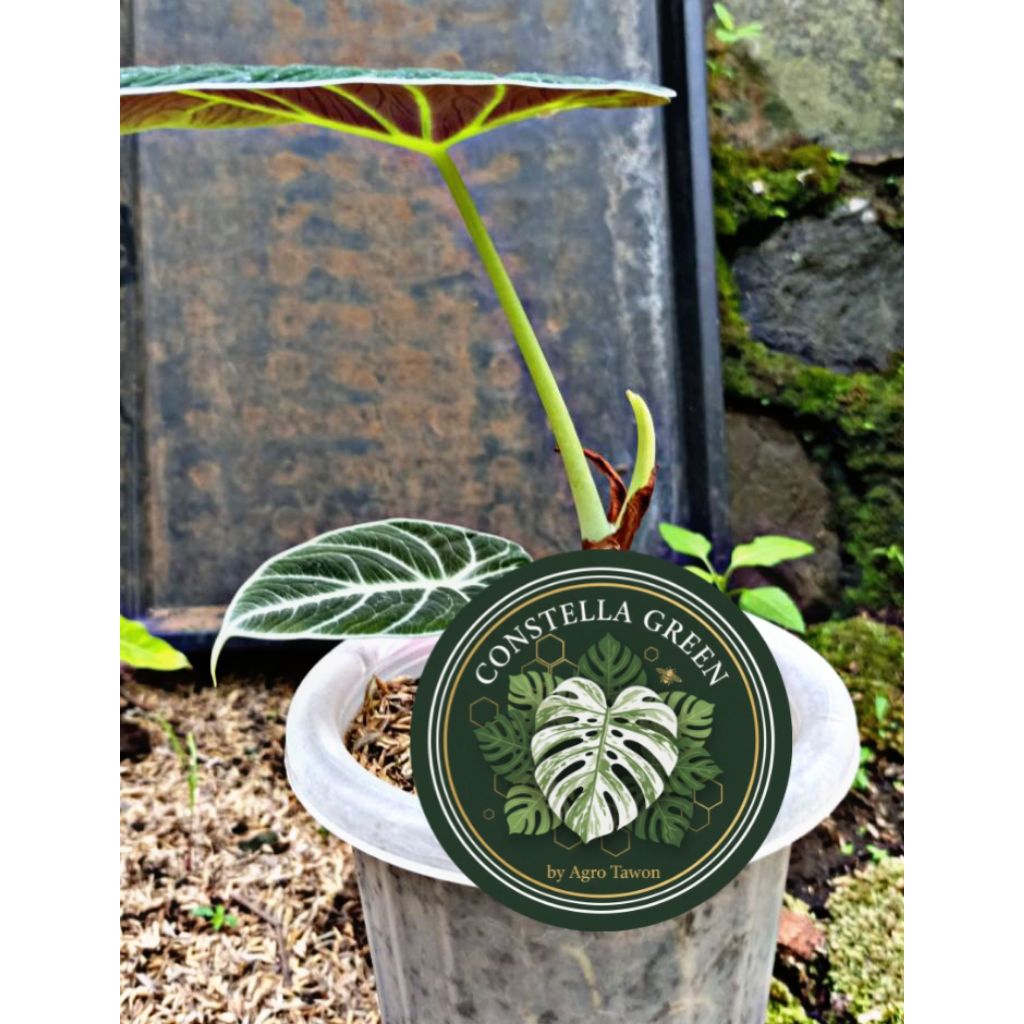 [PREMIUM] Alocasia Black Velvet – Tanaman Hias Daun Beludru Hitam, Alocasia Reginula Koleksi Akar Ma