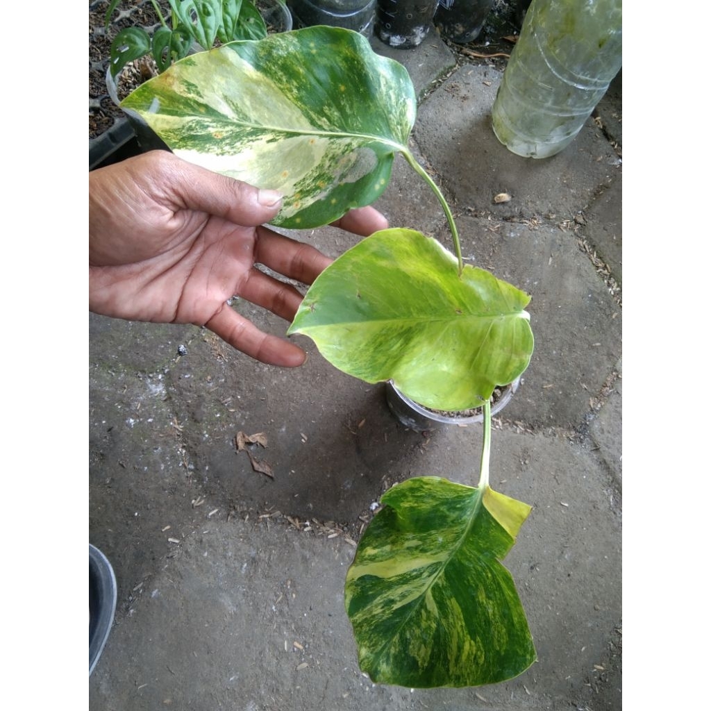 Monstera Marmorata Varigata