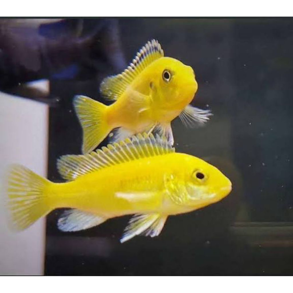 ikan hias cichlid lemon size besar