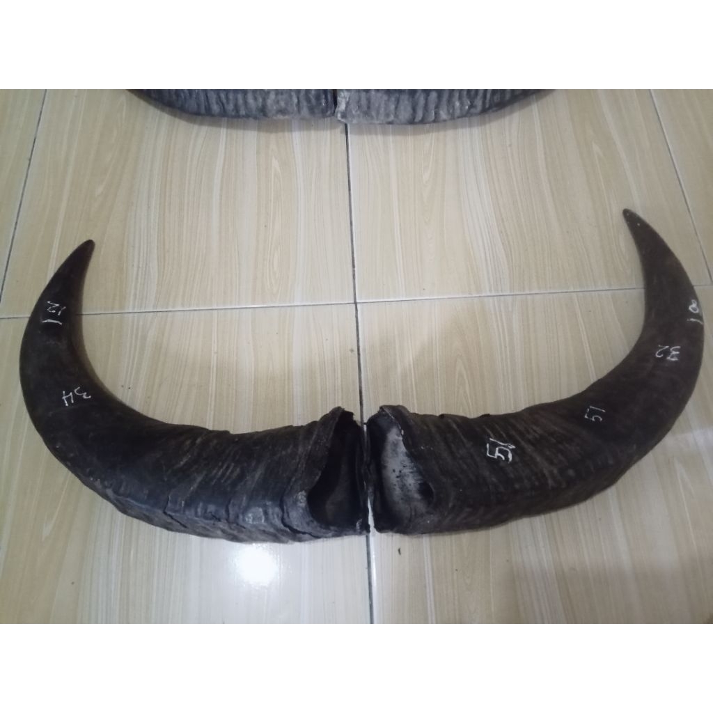 tanduk kerbau jantan panjang 51 padat 12
