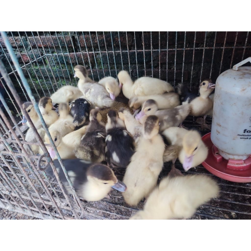 anakan entok 2 mingguan