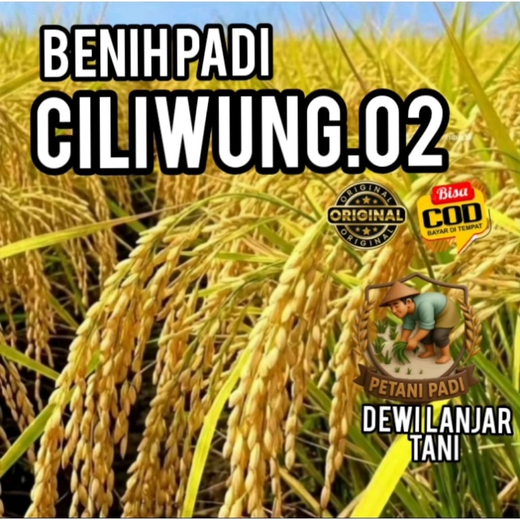 BENIH PADI CILIWUNG 02 SUPER KEMASAN 5KG