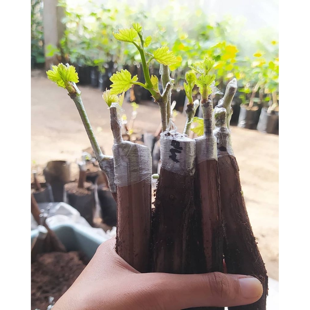 Cutting grafting anggur