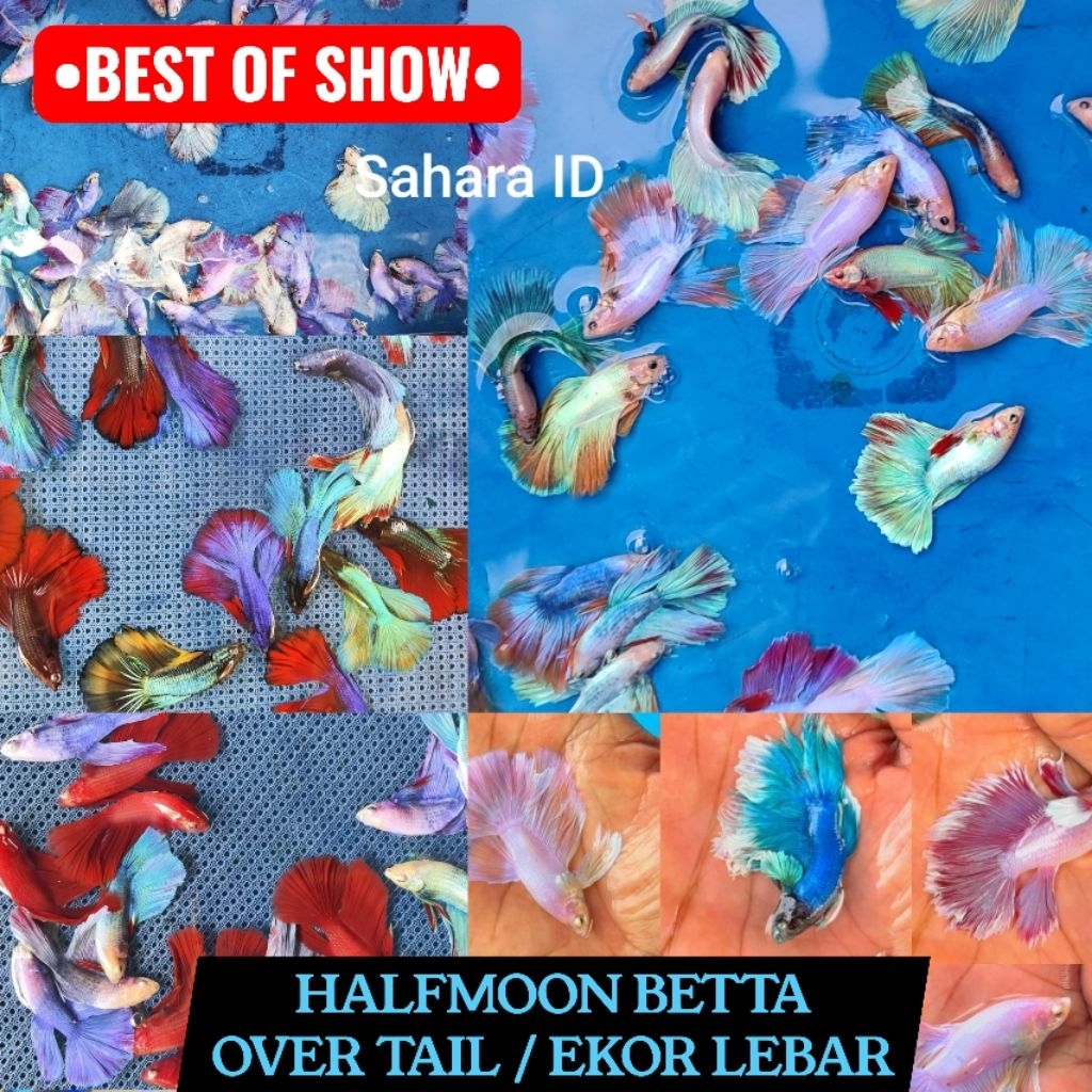 GROSIR 5 EKOR BEST OF HALFMOON SIZE M-L MEWAH | CUPANG SLAYER | CUPANG HALFMON XL | CUPANG HM TERMUR