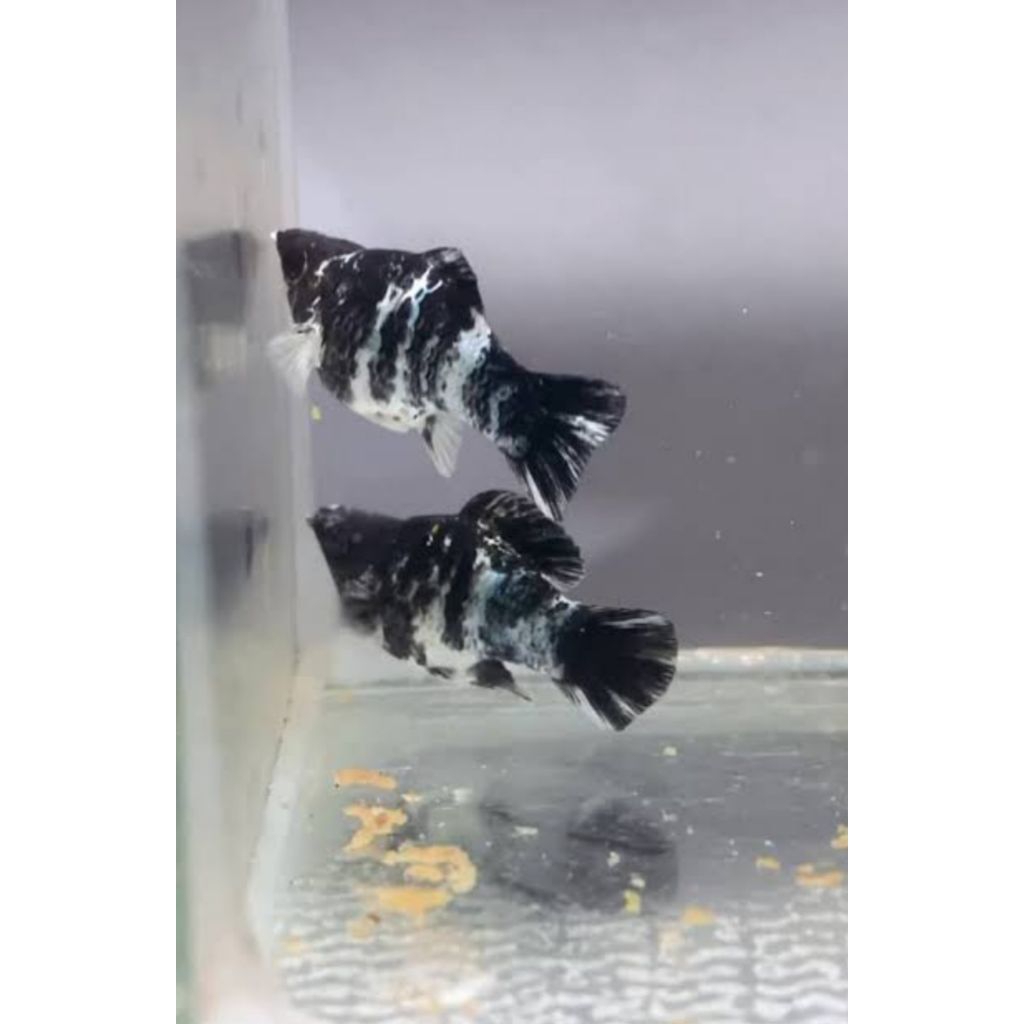 Terlaris, ikan molly balon zebra roundtail yang lagi trend