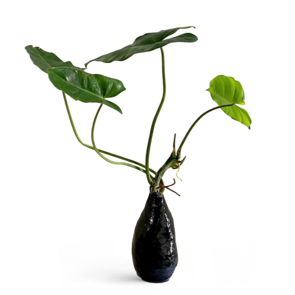 ( BISA COD ) Tanaman Hias Philodendron Burlemarx Philo Brekele / Bunga Hias Philodendroon Brekele Ta