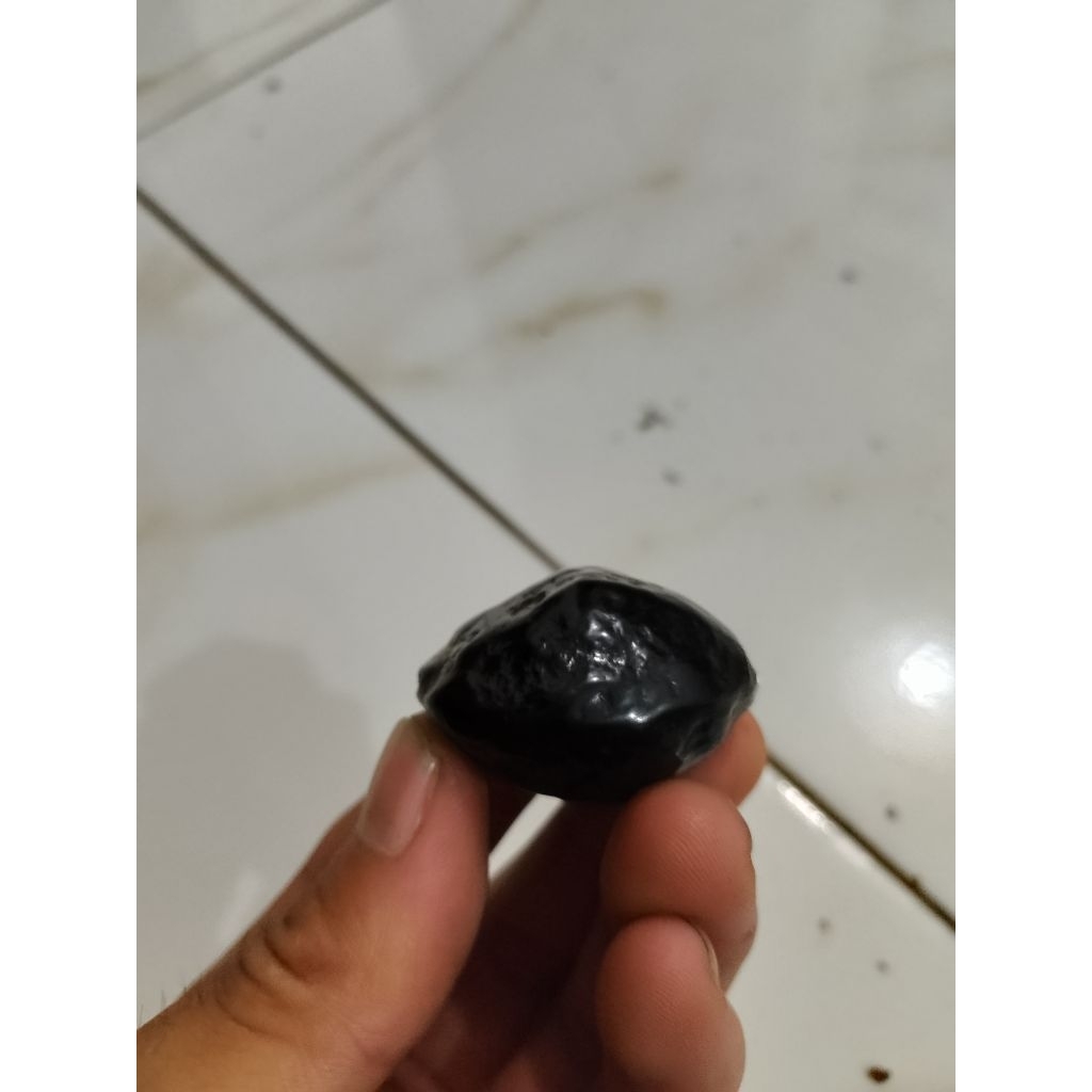 Muncang Kemiri Adu jenis JAWA ORIGINAL si peluru