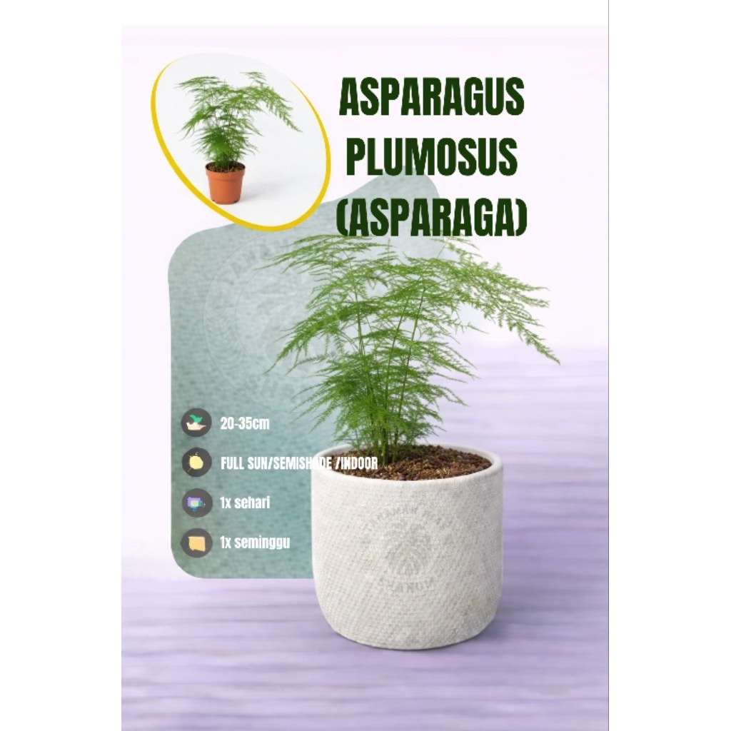 PROMO Tanaman hias asparagus plumosus atau asparaga - tanaman hias asparagus - tanaman hias indoor a