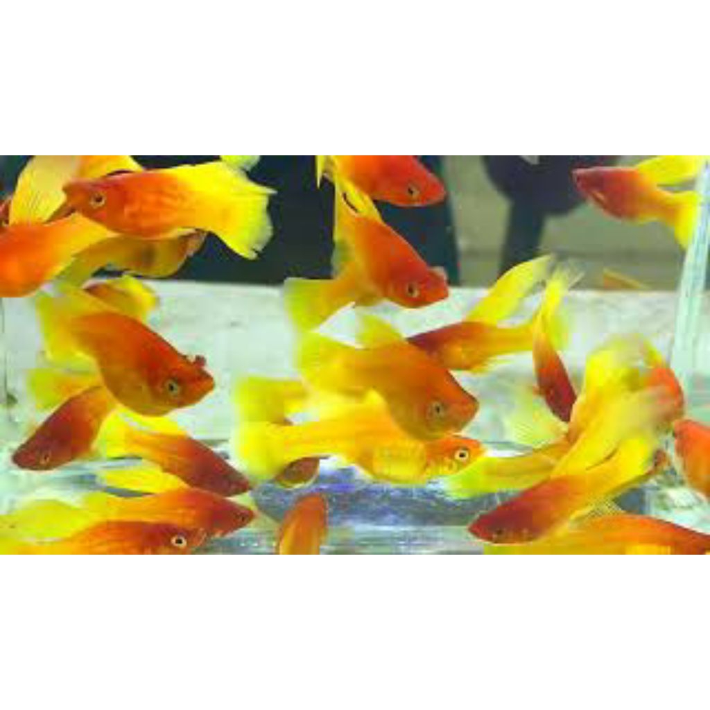 platy sunrise 10 pcs hobi penghias aquarium