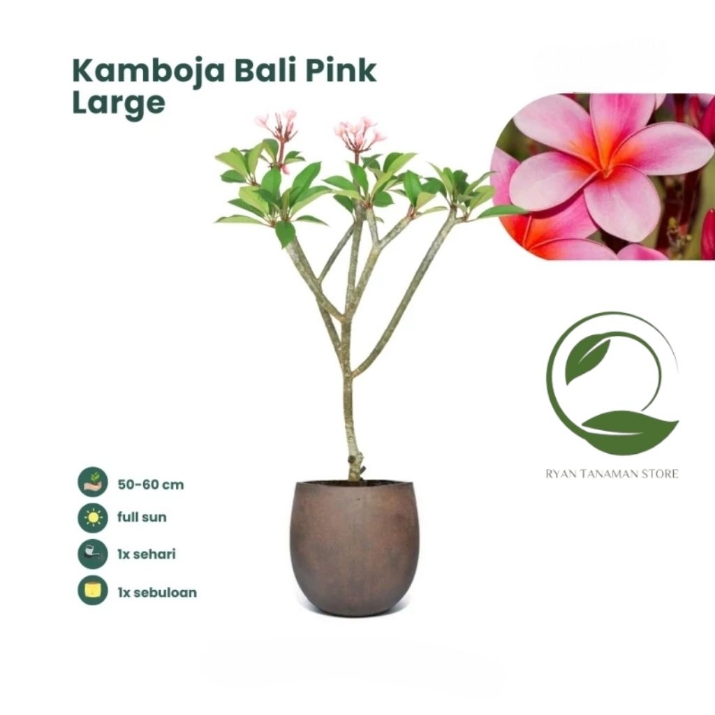 Tanaman Hias Kamboja Bali Bunga Pink Large - Kamboja Bali Bunga Pink