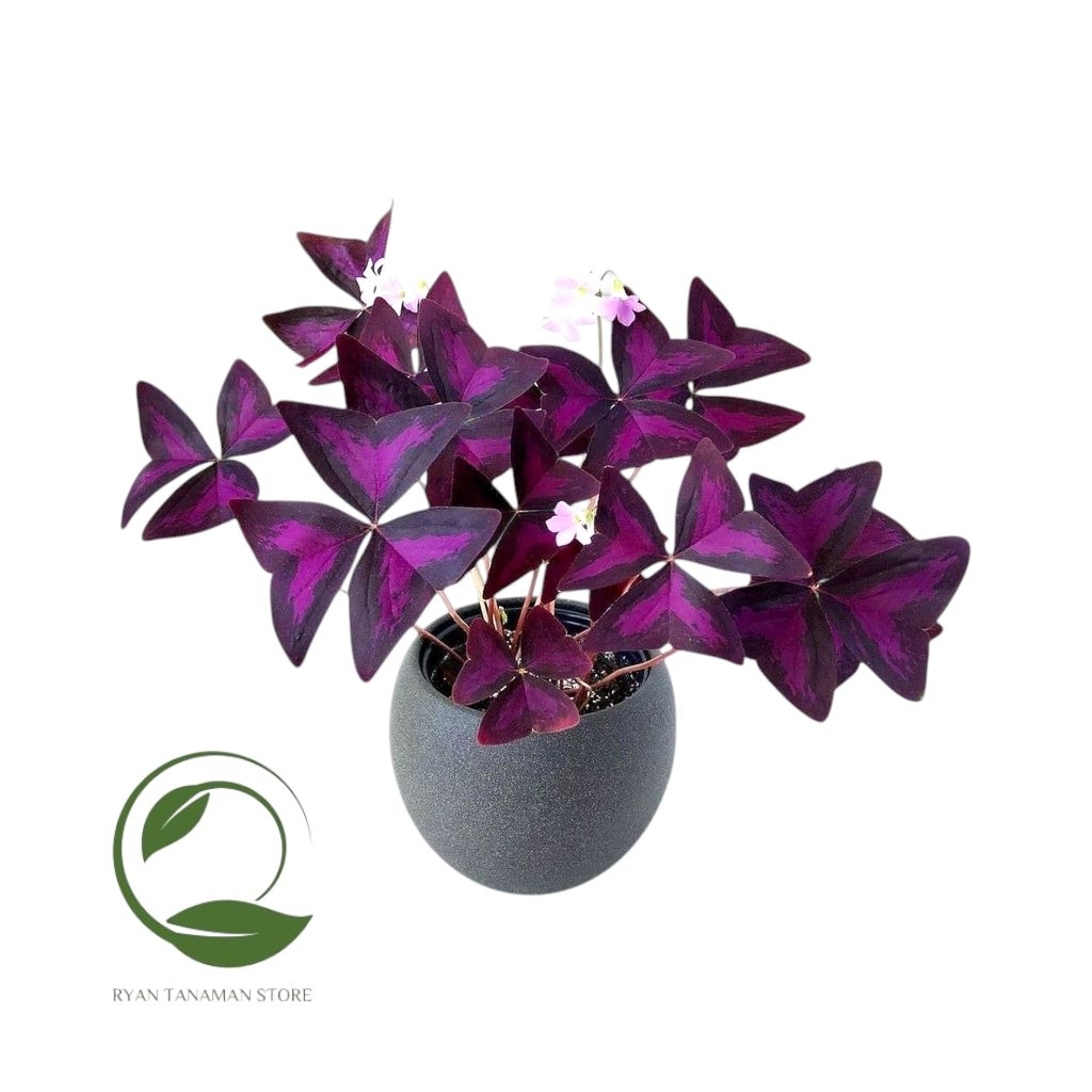 Tanaman Hias Oxalis Triaunglaris Ungu - Oxalis Kupu Kupu Ungu