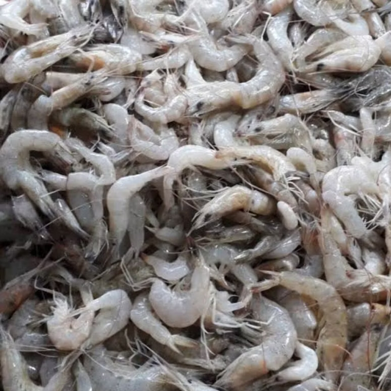 UDANG SEGAR UDANG KECIL 250 GR