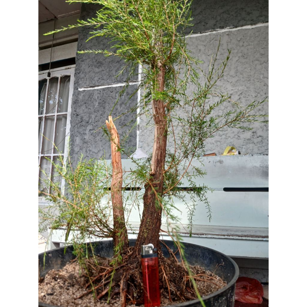 Bahan Bonsai Cucur Atap/Sapu-sapu