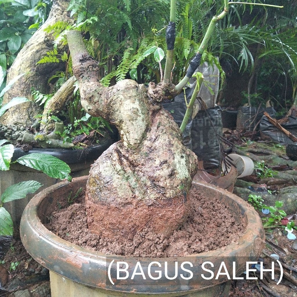 BONSAI BONGGOL RANDU VARIEGATA