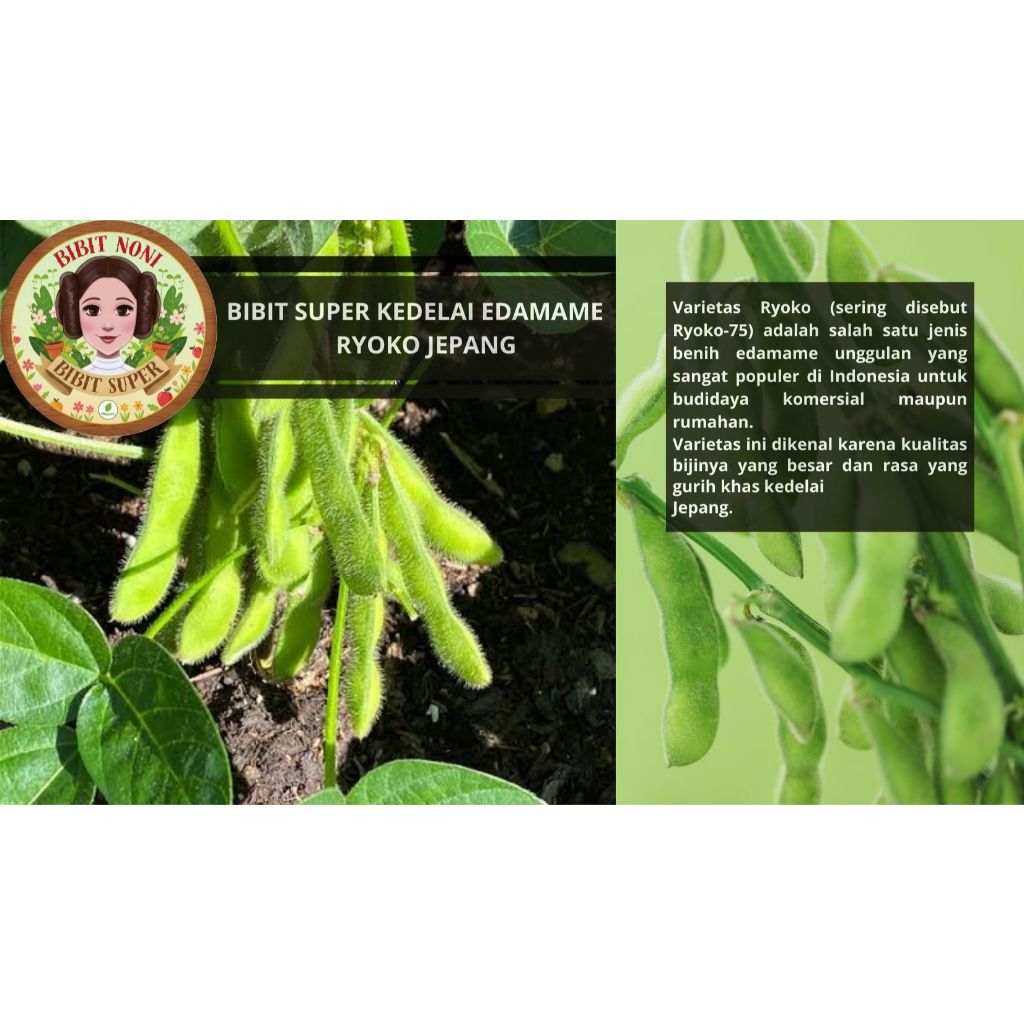 Bibit Super Edamame Ryoko Jepang Kemasan Drigen