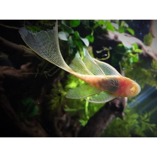 Pleco L144 Brushmouth Albino Longfin