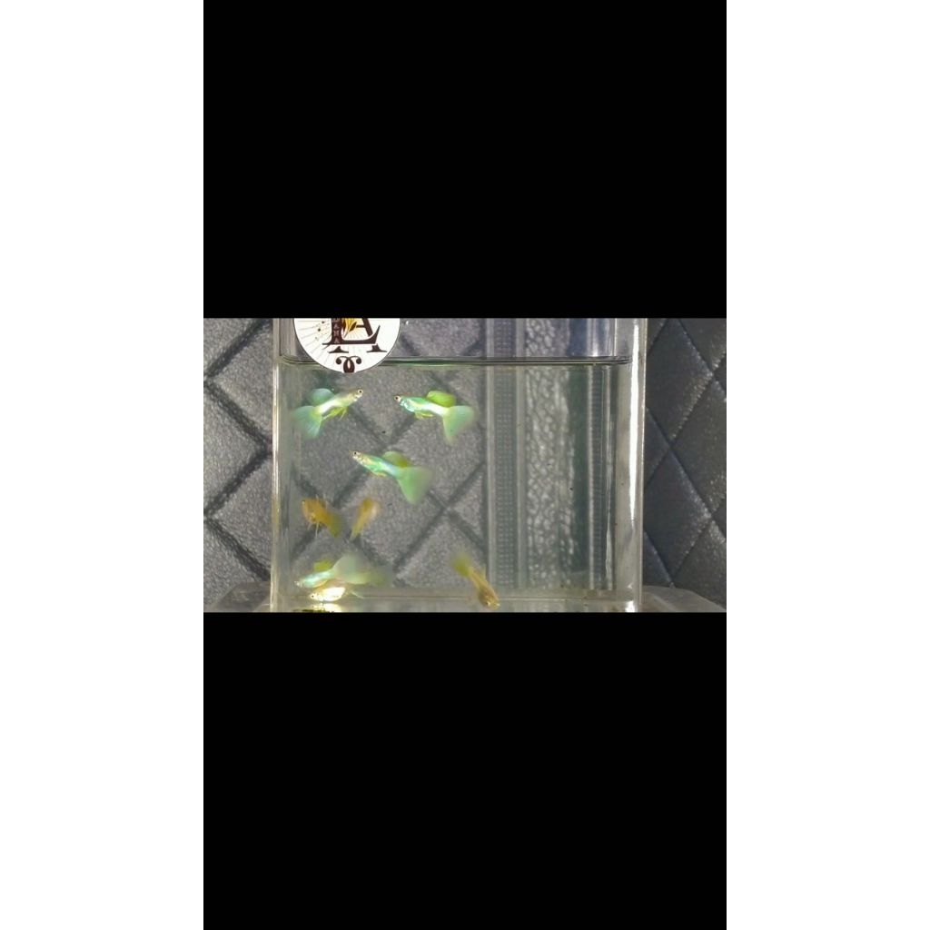 Guppy Yellow Pingu Ribbon