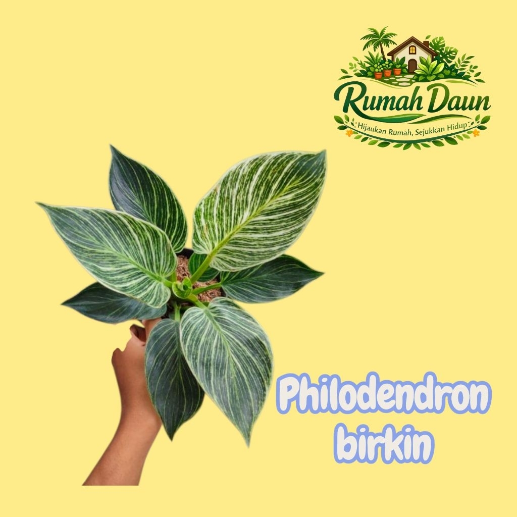 tanaman hias philodendron birkin - philo birkin