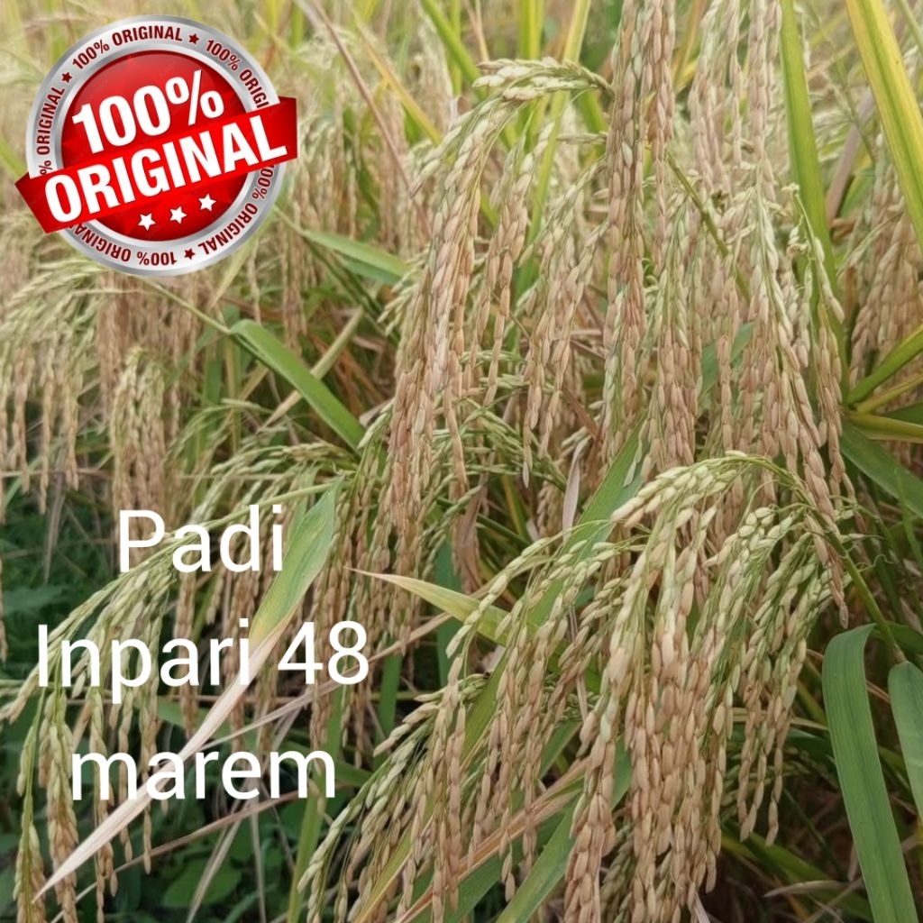 benih padi unggul Inpari Marem 48 bloteng kemasan 5kg